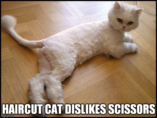 haircut cat is grumpy because scissors happened